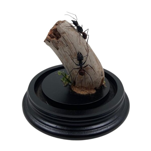 Glass dome with 2 large ants