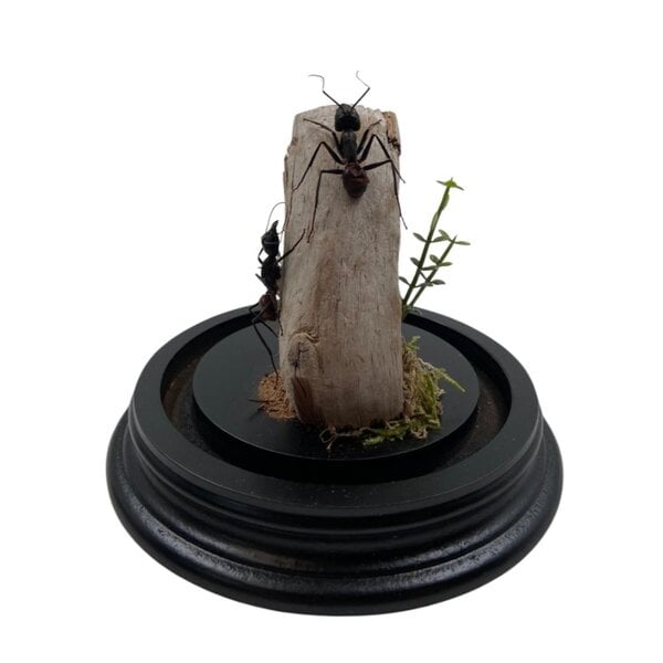 Glass dome with 2 large ants