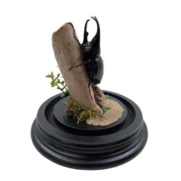 Stolp met Xylotrupes gideon kever