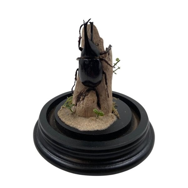 Stolp met Xylotrupes gideon kever