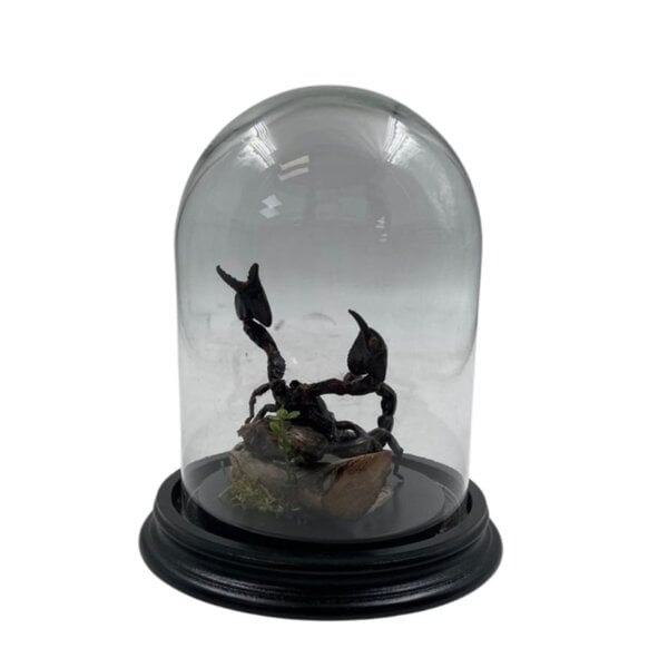 Stolp met schorpioen Heterometrus spinifer