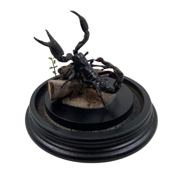 Stolp met schorpioen Heterometrus spinifer