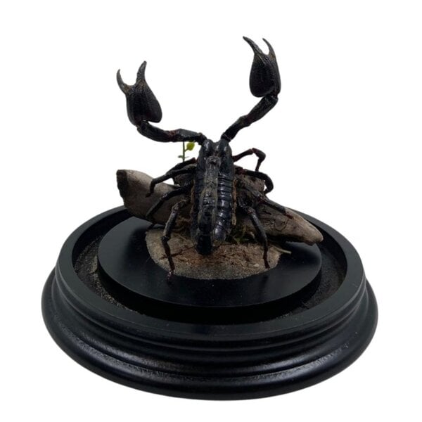 Stolp met schorpioen Heterometrus spinifer