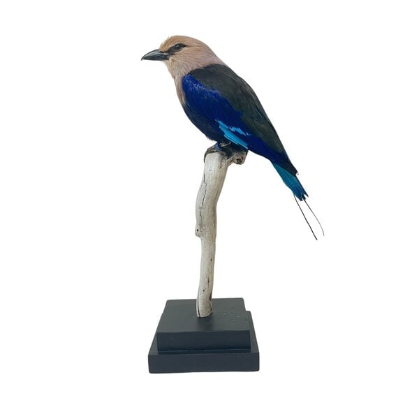 Mounted blue-bellied roller