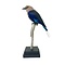 Mounted blue-bellied roller