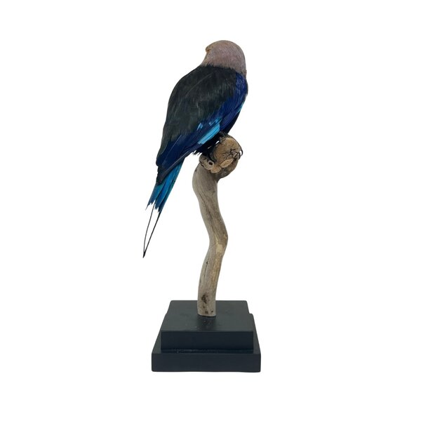 Mounted blue-bellied roller