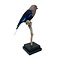 Mounted blue-bellied roller