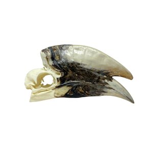 Skull of a hornbill (E)