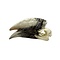 Schedel neushoornvogel (E)