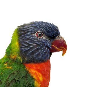 Mounted Coconut lorikeet