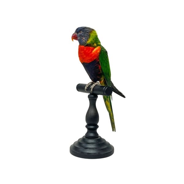 Mounted Coconut lorikeet