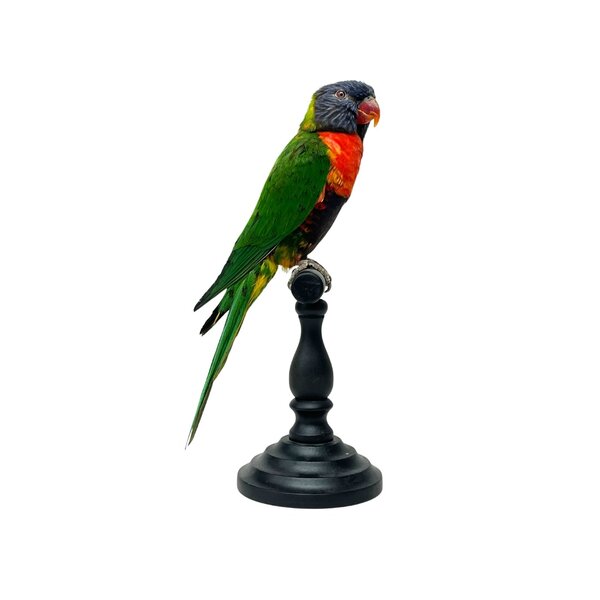 Opgezette regenbooglori