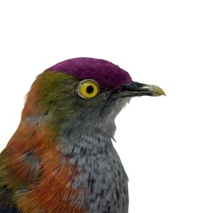 Mounted Fruit dove (A)