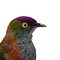 Mounted Fruit dove (A)