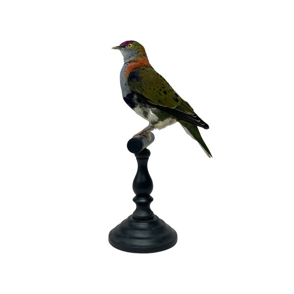 Mounted Fruit dove (A)