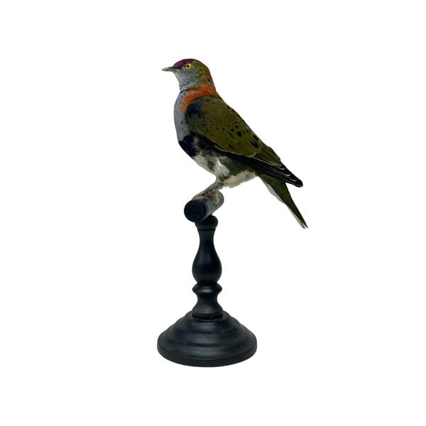 Opgezette Fruit duif (A)