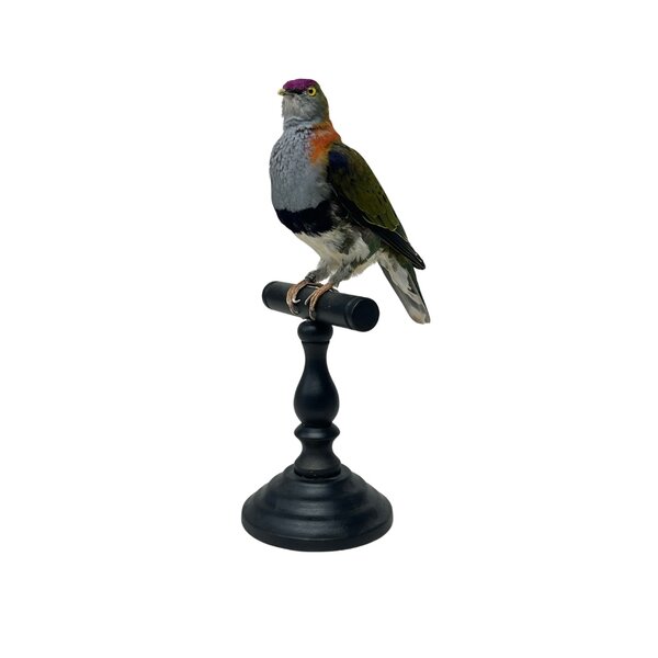 Mounted Fruit dove (A)