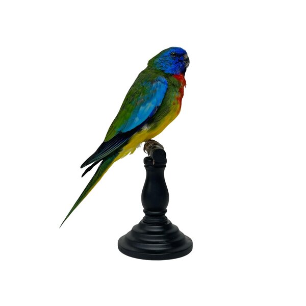 Mounted Scarlet-chested parrot
