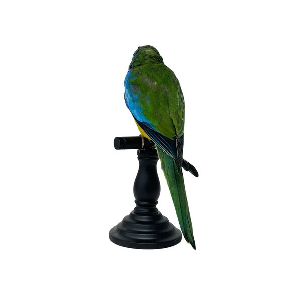 Mounted Scarlet-chested parrot