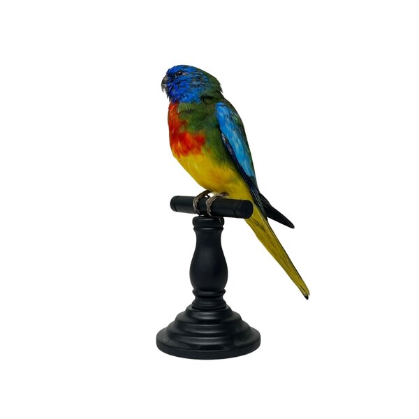 Präparierte Glanzsittich