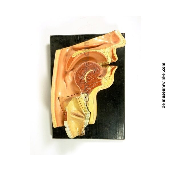 Antique schoolmodel throat