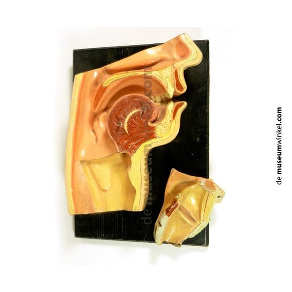 Antik Schulmodell Hals