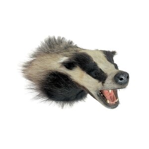 Mounted european badger trophy