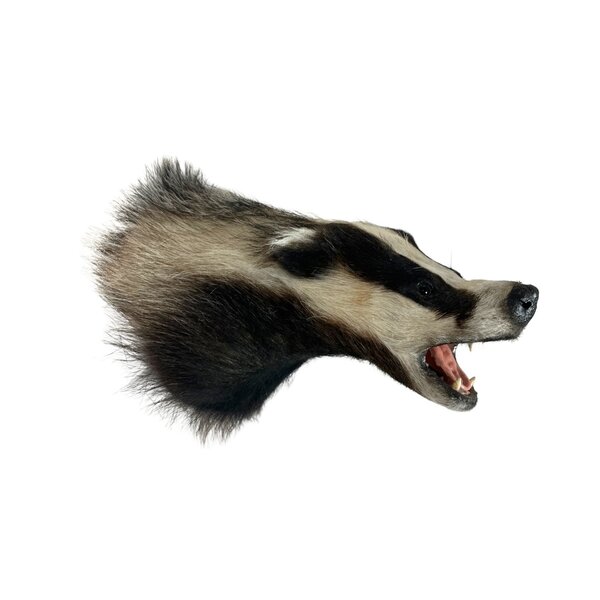 Mounted european badger trophy