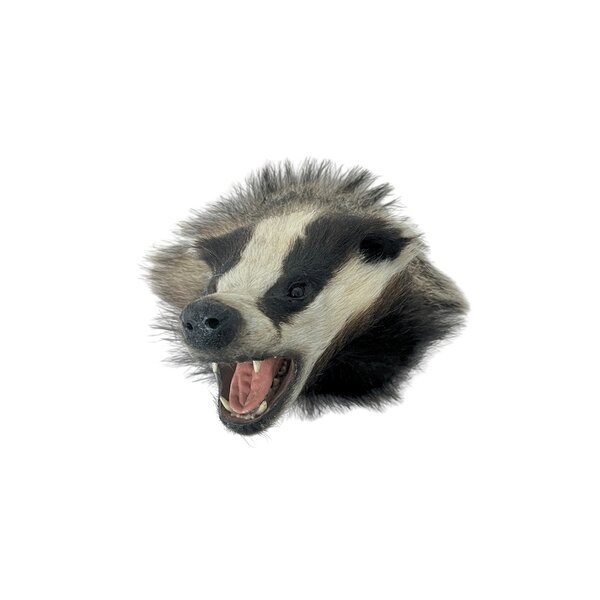 Mounted european badger trophy