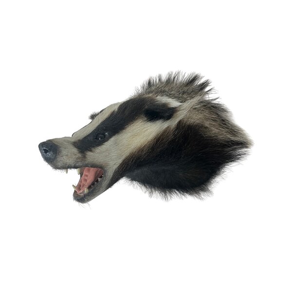 Mounted european badger trophy