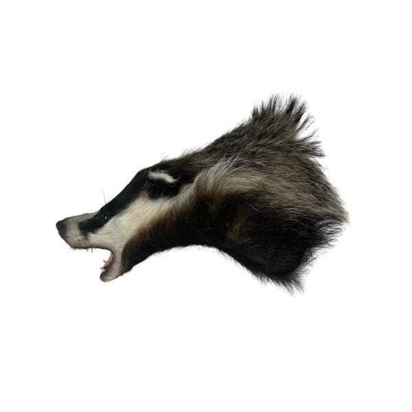 Mounted european badger trophy