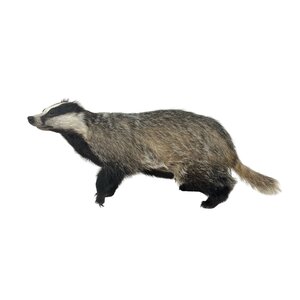 Mounted European badger