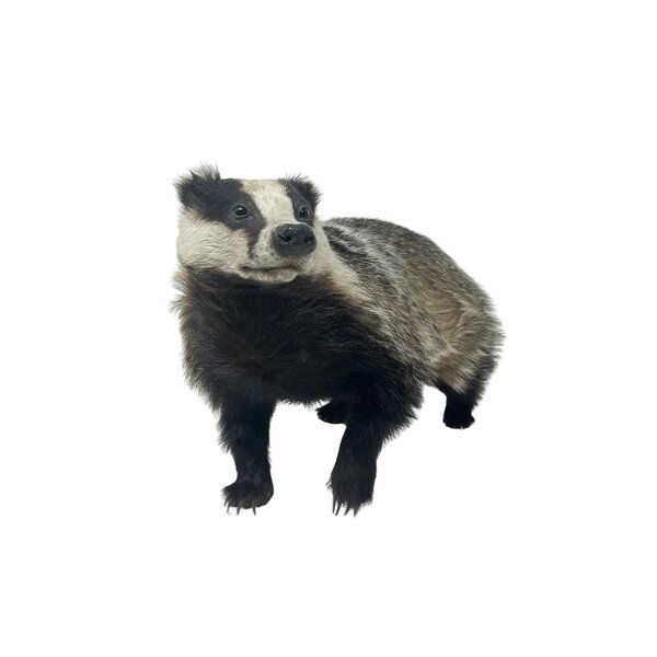 Mounted European badger