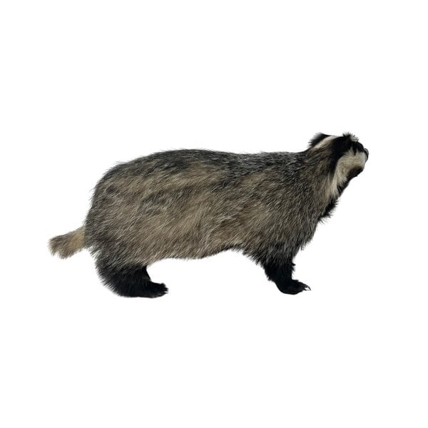 Europäischer Dachs Präparat