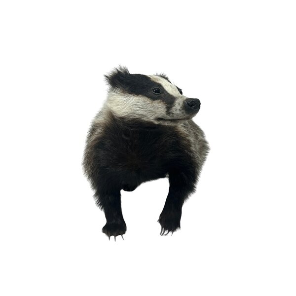 Mounted European badger