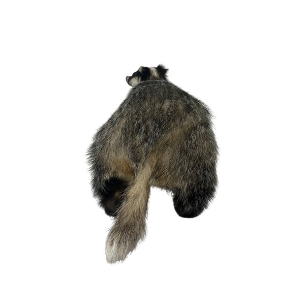 Mounted European badger
