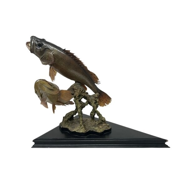 Mounted grouper couple