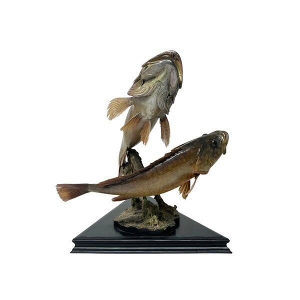 Mounted grouper couple