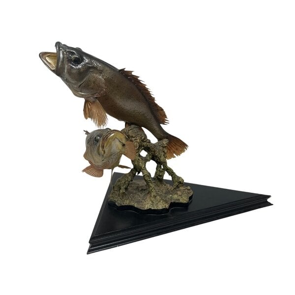 Mounted grouper couple