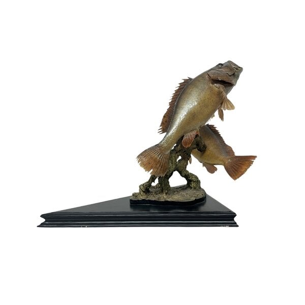 Montierter zwei Zackenbarsch