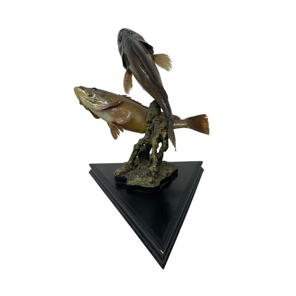 Mounted grouper couple