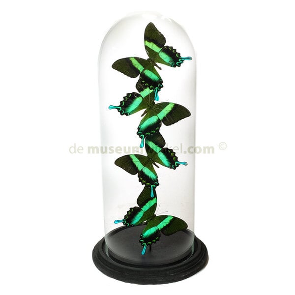 Glocke mit Papilio Blumei (4)