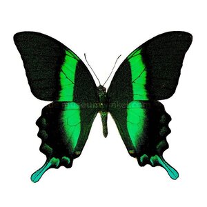 Papilio blumei