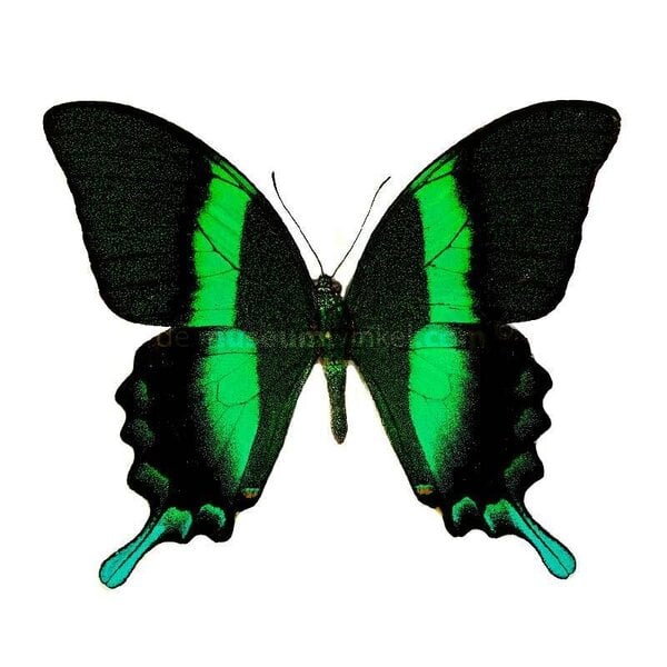 Papilio blumei
