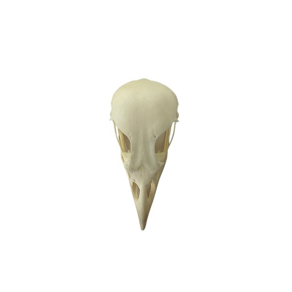 Skull Eurasian jay