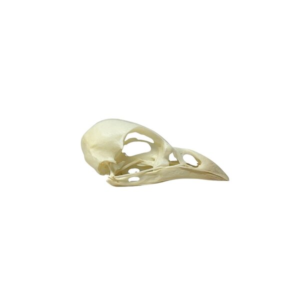 Skull Eurasian jay