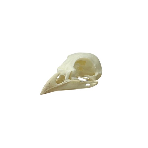 Skull Eurasian jay
