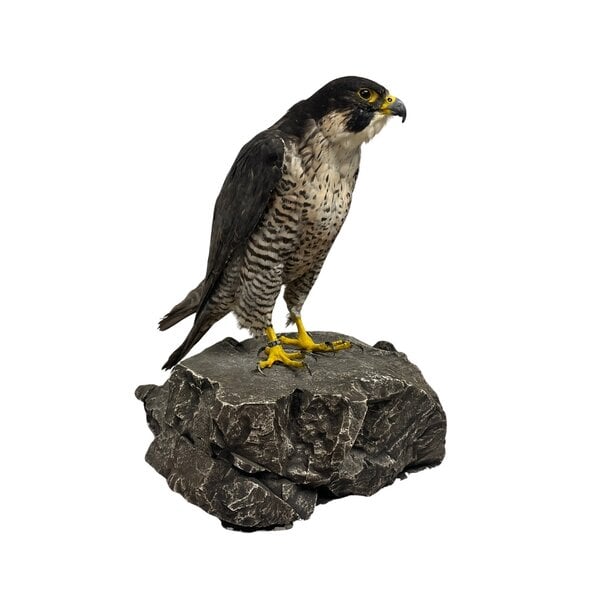 Mounted Peregrine falcon