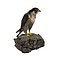 Mounted Peregrine falcon