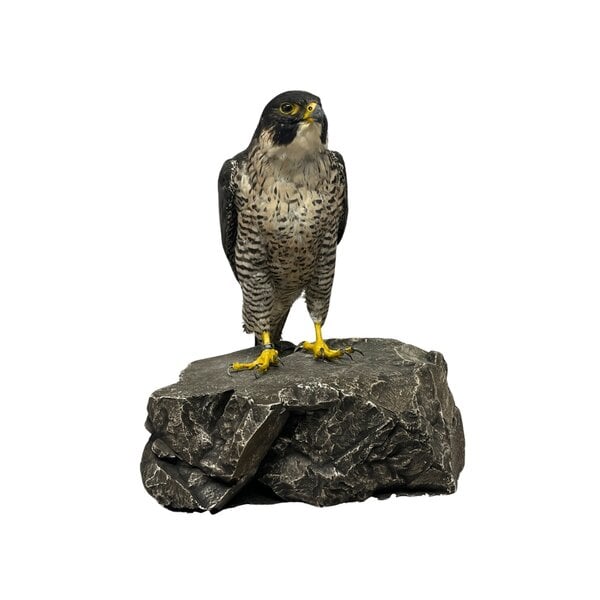 Mounted Peregrine falcon